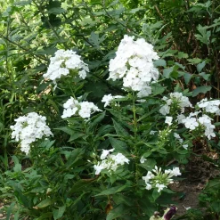 Phlox paniculé White Admiral - Un nuage blanc parfumé