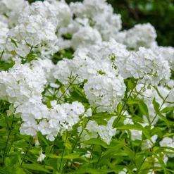 Phlox paniculé White Admiral - Un nuage blanc parfumé