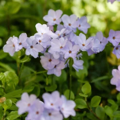 Phlox rampant Blue Ridge - Un tapis fleuri sans effort