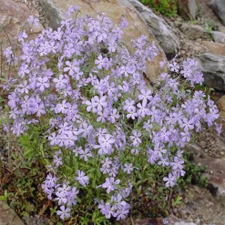 Phlox rampant Blue Ridge - Un tapis fleuri sans effort