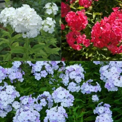 3 Phlox rouge, bleu, blanc en mélange - Un massif tricolore parfumé