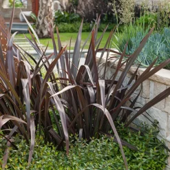 Phormium Black Adder ® - Lin de Nouvelle-Zélande - Le feuillage noir qui claque