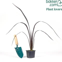 Phormium Black Adder ® - Lin de Nouvelle-Zélande - Le feuillage noir qui claque