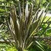 Phormium Bronze Baby - Lin de Nouvelle-Zélande - Feuillage bronze toute l'année