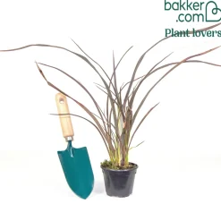 Phormium Bronze Baby - Lin de Nouvelle-Zélande - Feuillage bronze toute l'année