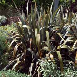Phormium Bronze Baby - Lin de Nouvelle-Zélande - Feuillage bronze toute l'année
