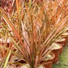 Phormium Flamingo - Lin de Nouvelle-Zélande - Un feuillage flamboyant toute l'année