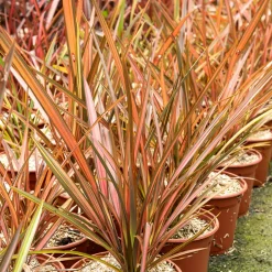 Phormium Flamingo - Lin de Nouvelle-Zélande - Un feuillage flamboyant toute l'année