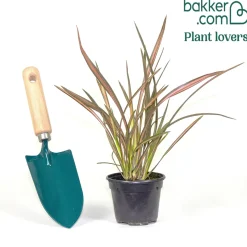 Phormium Flamingo - Lin de Nouvelle-Zélande - Un feuillage flamboyant toute l'année