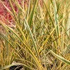 Phormium Golden Ray - Lin de Nouvelle-Zélande - Un feuillage graphique toute l'année
