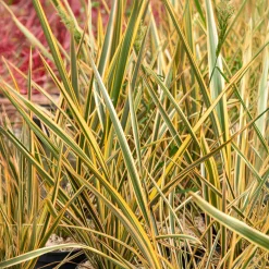 Phormium Golden Ray - Lin de Nouvelle-Zélande - Un feuillage graphique toute l'année