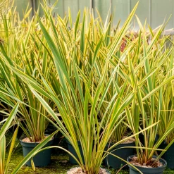 Phormium Golden Ray - Lin de Nouvelle-Zélande - Un feuillage graphique toute l'année