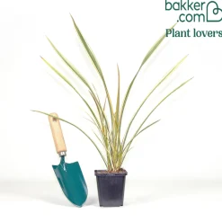Phormium Golden Ray - Lin de Nouvelle-Zélande - Un feuillage graphique toute l'année
