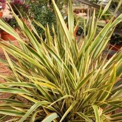 Phormium Golden Ray - Lin de Nouvelle-Zélande - Un feuillage graphique toute l'année