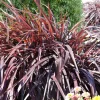 Phormium Rainbow Queen - Lin de Nouvelle-Zélande - Un feuillage flamboyant
