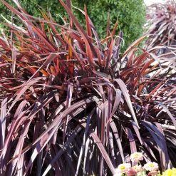 Phormium Rainbow Queen - Lin de Nouvelle-Zélande - Un feuillage flamboyant