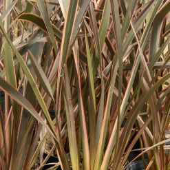 Phormium Rainbow Queen - Lin de Nouvelle-Zélande - Un feuillage flamboyant