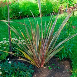 Phormium Rainbow Queen - Lin de Nouvelle-Zélande - Un feuillage flamboyant