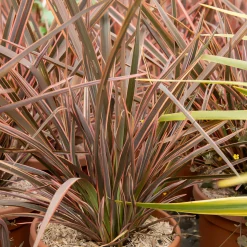Phormium Rainbow Queen - Lin de Nouvelle-Zélande - Un feuillage flamboyant