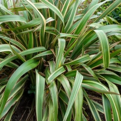 Phormium Tricolor - Lin de Nouvelle-Zélande - Un feuillage graphique toute l'année