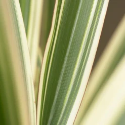 Phormium Tricolor - Lin de Nouvelle-Zélande - Un feuillage graphique toute l'année