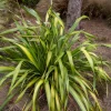 Phormium Yellow Wave - Lin de Nouvelle-Zélande - Un feuillage jaune qui ondule