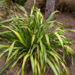 Phormium Yellow Wave - Lin de Nouvelle-Zélande - Un feuillage jaune qui ondule