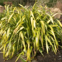 Phormium Yellow Wave - Lin de Nouvelle-Zélande - Un feuillage jaune qui ondule