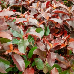 Photinia fraseri Camilvy - Une haie rouge feu express