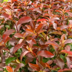 Photinia fraseri Camilvy - Une haie rouge feu express