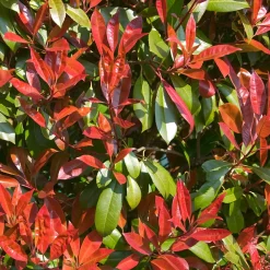 Photinia fraseri Carré rouge - Une haie rouge toute l'année