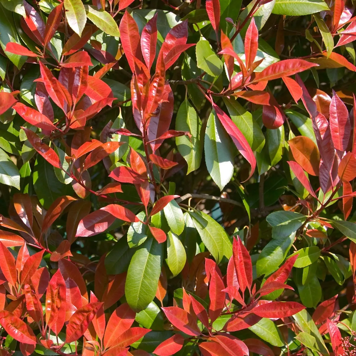 Photinia fraseri Carré rouge - Une haie rouge toute l'année