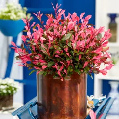 Photinia fraseri Little Fenna - Le photinia format compact