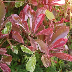 Photinia fraseri Louise - Une haie rouge vif toute l'année