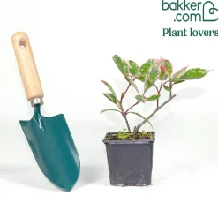 Photinia fraseri Louise - Une haie rouge vif toute l'année