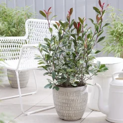 Photinia fraseri Louise - Une haie rouge vif toute l'année