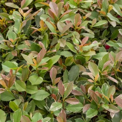 Photinia fraseri Louise - Une haie rouge vif toute l'année