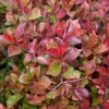 Photinia Little Red Robin - Des pousses rouge éclatant