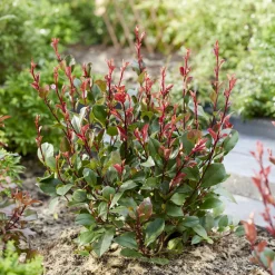 Photinia Little Red Robin - Des pousses rouge éclatant