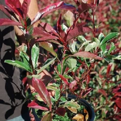 Photinia 'Pink Marble' - Un feuillage rose toute l'année