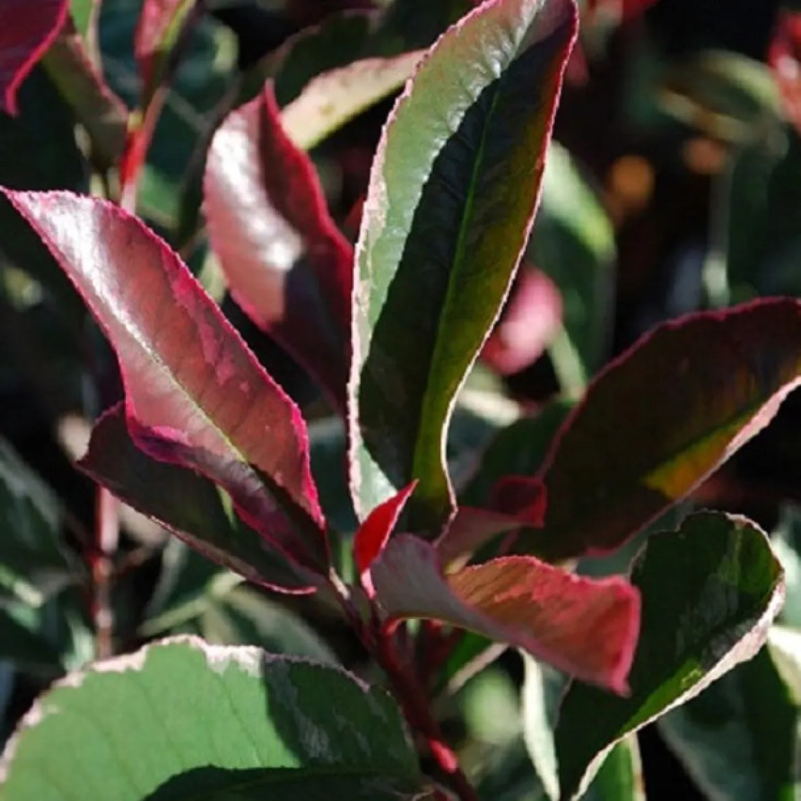 Photinia 'Pink Marble' - Un feuillage rose toute l'année