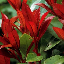 Photinia 'Red Robin' - Des pousses rouges éclatantes