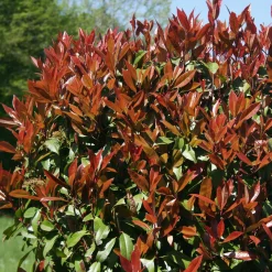 Photinia 'Red Robin' - Des pousses rouges éclatantes