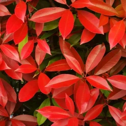 Photinia 'Red Robin' - Des pousses rouges éclatantes