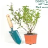 Physocarpe Little Greeny® - Un vert frais sans effort