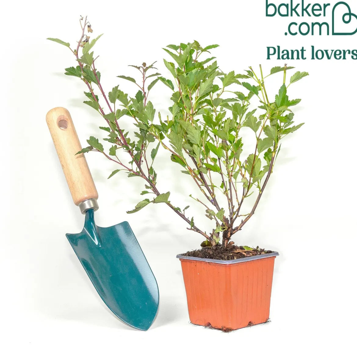 Physocarpe Little Greeny® - Un vert frais sans effort