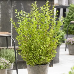 Physocarpe Little Greeny® - Un vert frais sans effort
