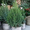 Picea glauca Conica - Le mini sapin qui reste parfait