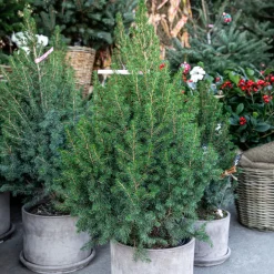 Picea glauca Conica - Le mini sapin qui reste parfait