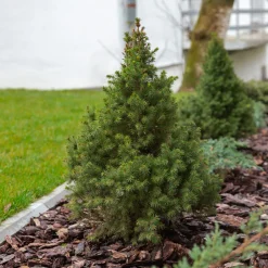 Picea glauca Conica - Le mini sapin qui reste parfait